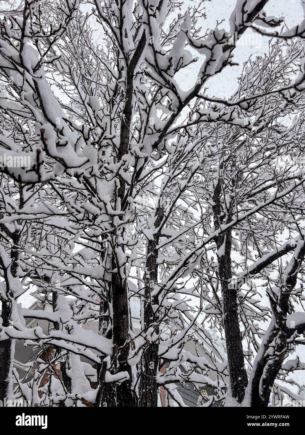 Branches de neige - Image de stock capturée avec un smartphone