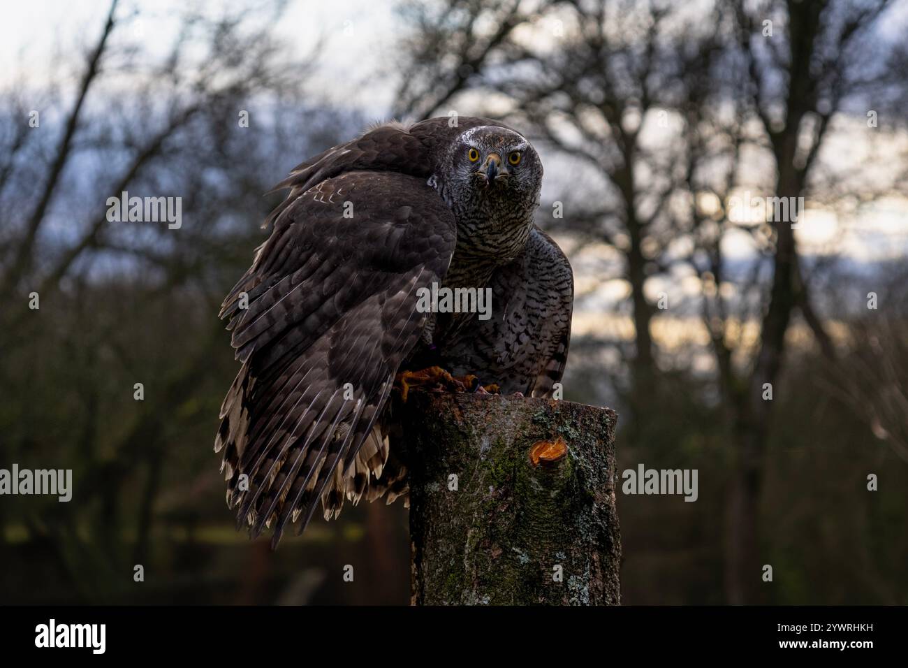 Goshawk agressif Banque D'Images
