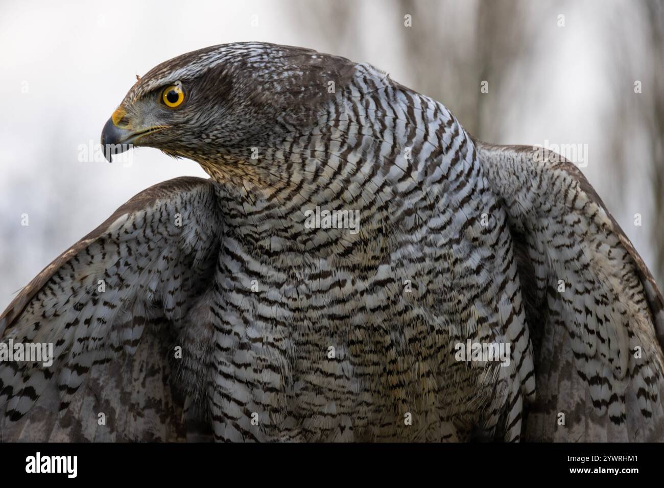 Portrait de Goshawk Banque D'Images