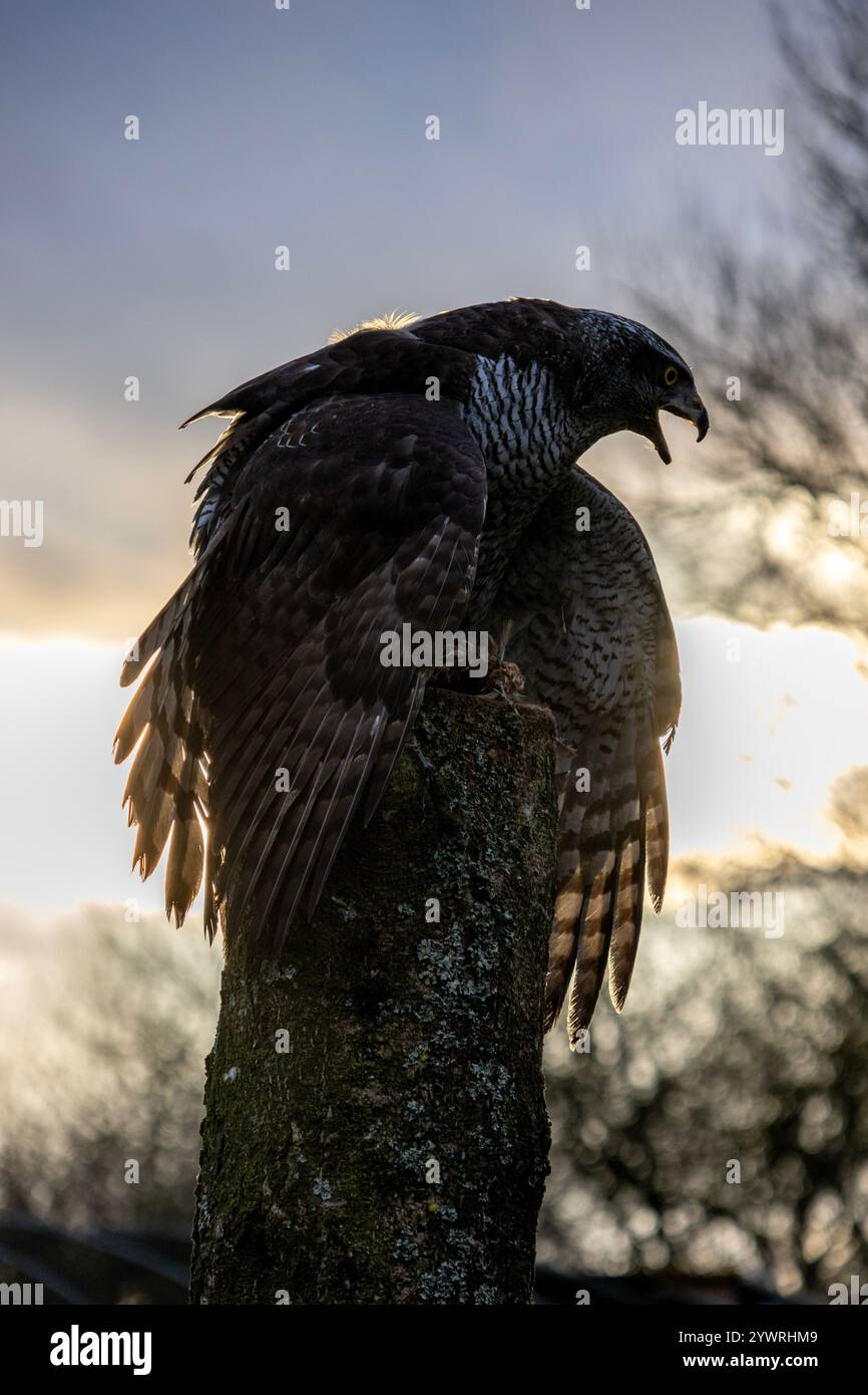 Vocation de l’autour des palombes Banque D'Images