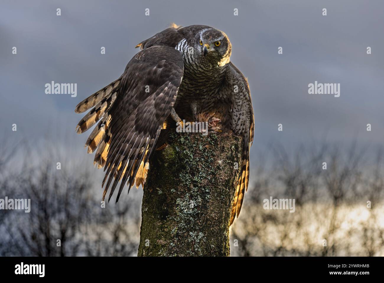 Goshawk protecteur Banque D'Images