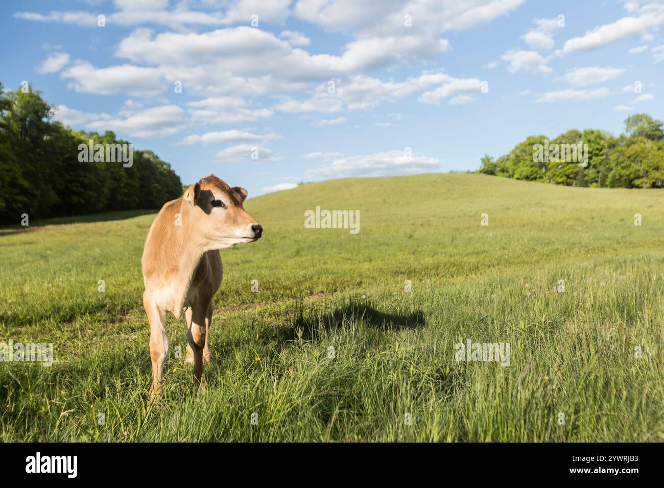 Bébé Jerry vache veaux dans un champ Banque D'Images