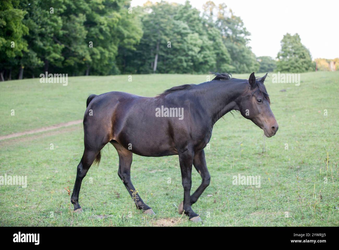 Un cheval arabe se tient dans un champ herbeux Banque D'Images