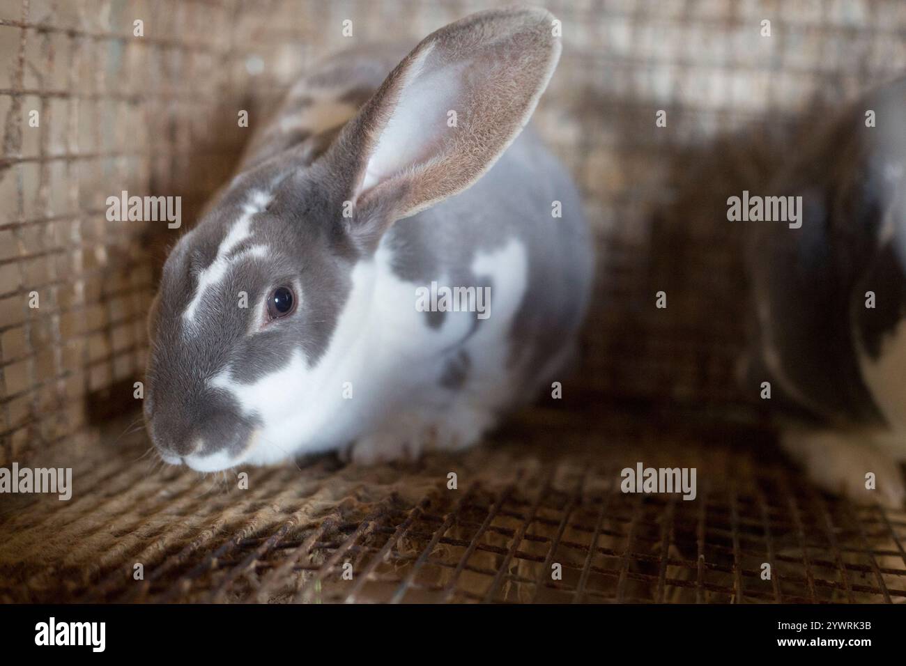 Un lapin rex standard gris et blanc dans une cage. Banque D'Images