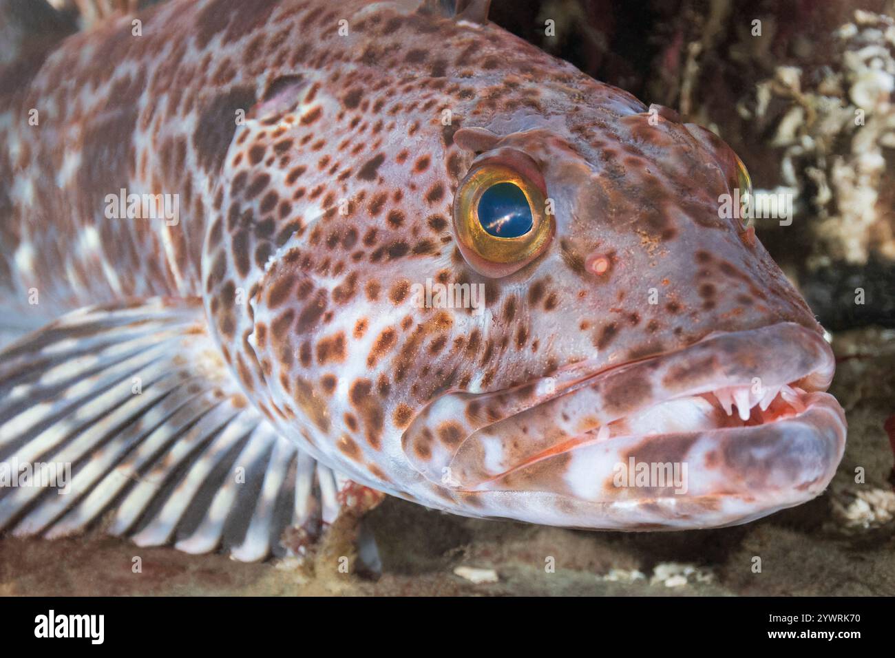Ling Cod Ophiodon elongatus, réserve marine de Sund Rock Hood canal Salish Sea Hoodsport Washington Banque D'Images