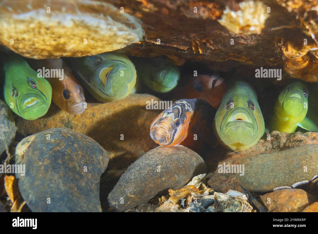 PenPoint Gunnel Apodichthys flavidus, Redondo Beach Poverty Bay Puget Sound Salish Sea des Moines Washington, Saddleback Gunnel Pholis ornata Banque D'Images