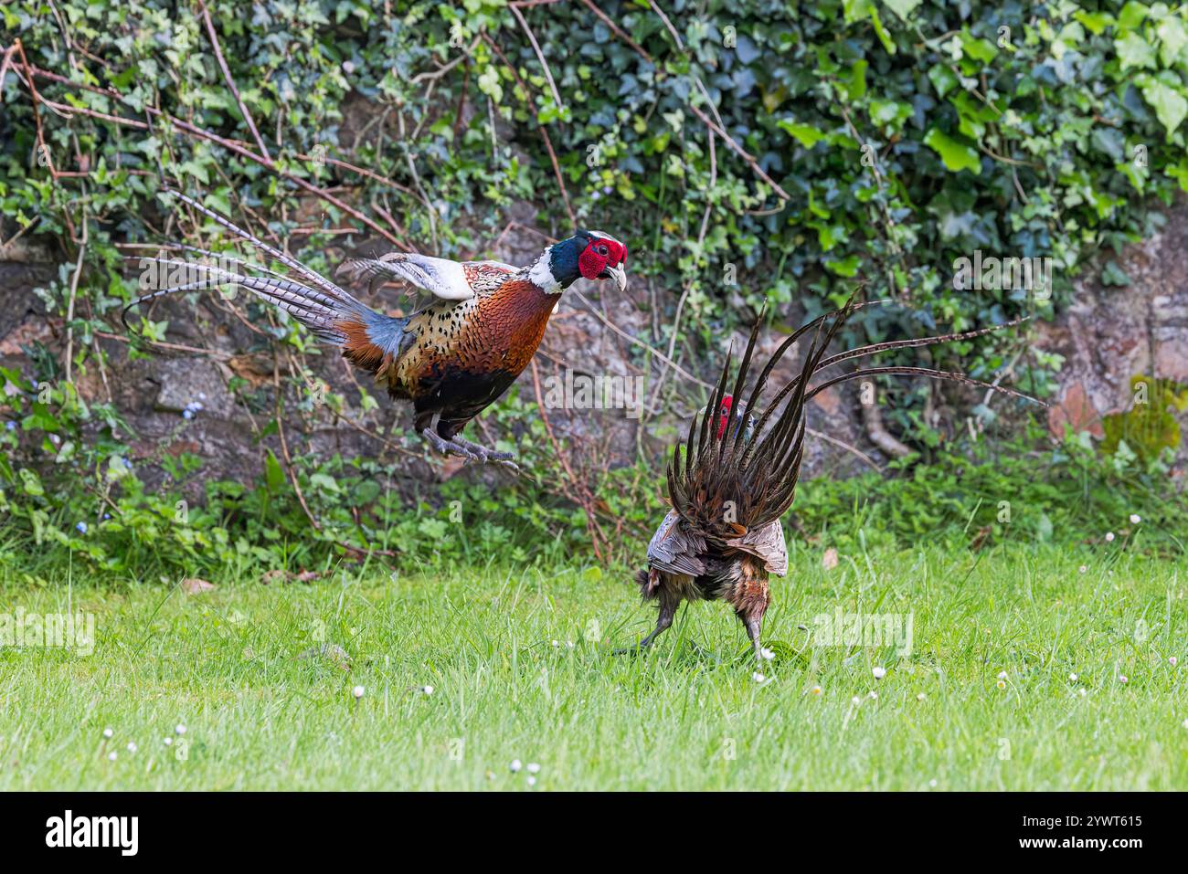 Faisan [ Phasianus colchicus ] deux oiseaux mâles combattant dans le jardin Banque D'Images