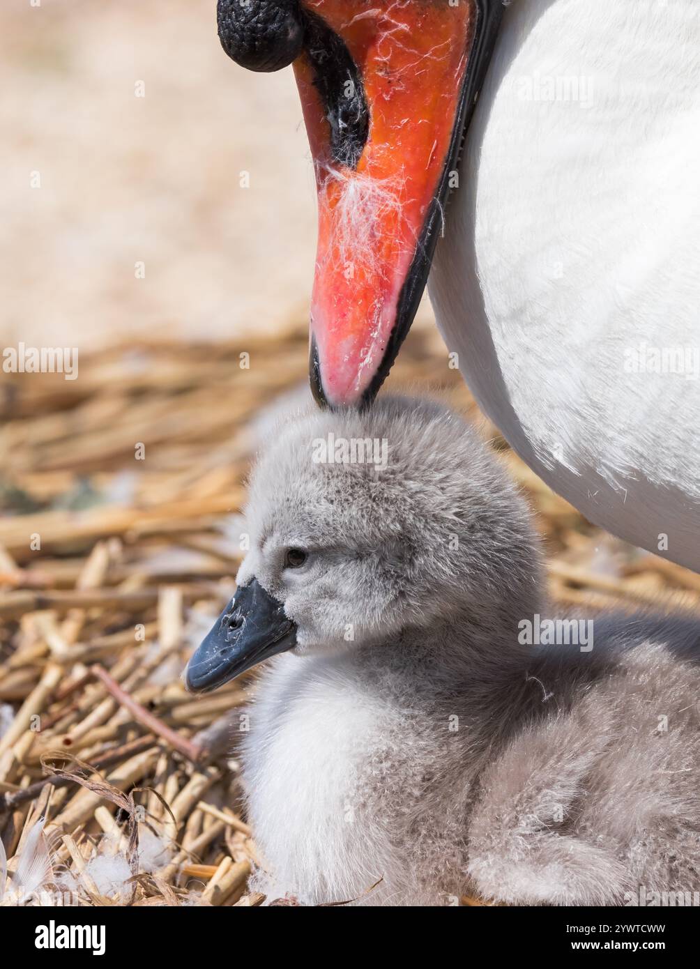 cygnet muet [ cygnus olor ] cygnet avec oiseau adulte dans le nid peu après l'éclosion, Abbotsbury Swannery, Dorset, Royaume-Uni Banque D'Images