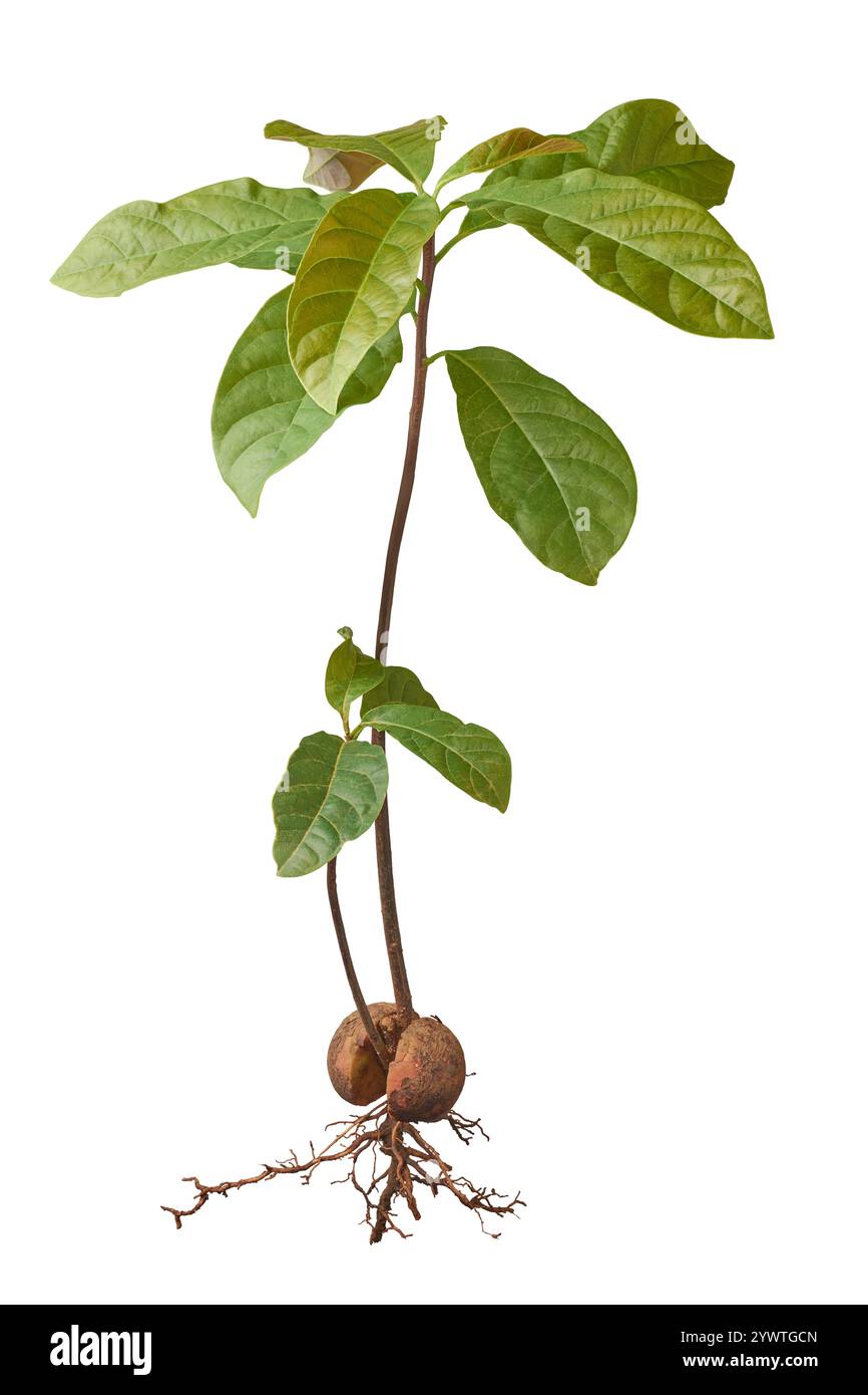 la plante d'avocat pousse à partir de graines ou de semis, plante entière avec des feuilles fraîches, des graines et des racines, graine germée à fond blanc isolé Banque D'Images