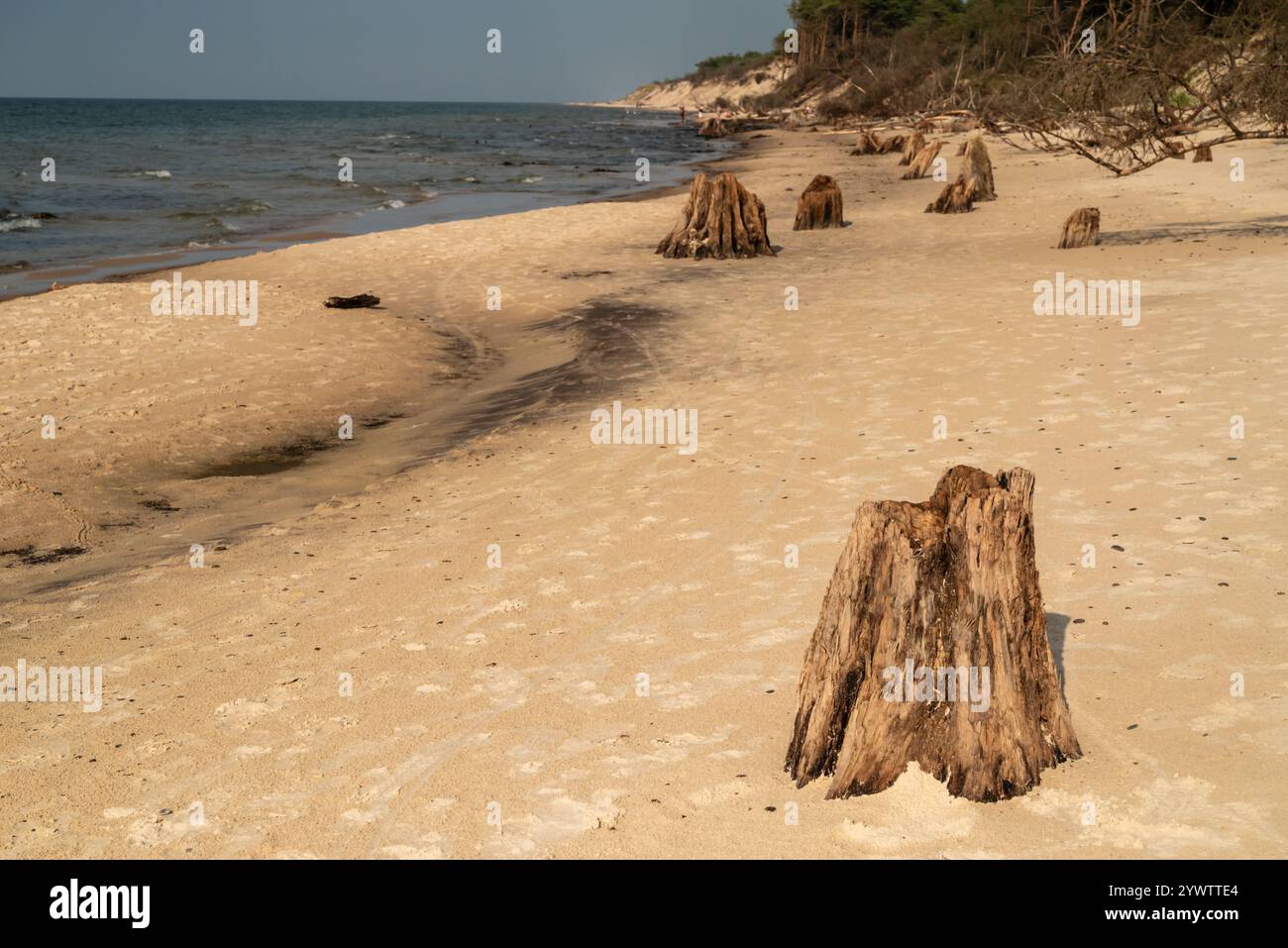 Les anciens troncs d'arbres enfoncés à Czolpino sont les vestiges de la vieille forêt de chênes et une attraction touristique populaire du parc national de Slowinski à la Baltique Banque D'Images
