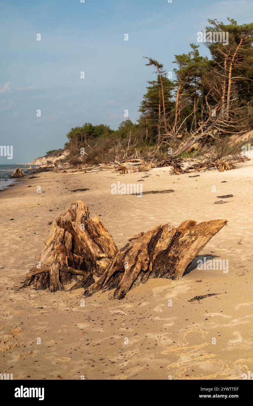 Les anciens troncs d'arbres enfoncés à Czolpino sont les vestiges de la vieille forêt de chênes et une attraction touristique populaire du parc national de Slowinski à la Baltique Banque D'Images