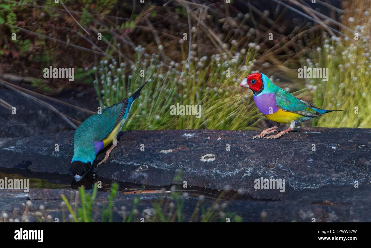 Une paire de pinsons gouldiens (Chloebia gouldiae) près d'une piscine, East Kimberley, Australie occidentale, Australie occidentale, Australie occidentale Banque D'Images