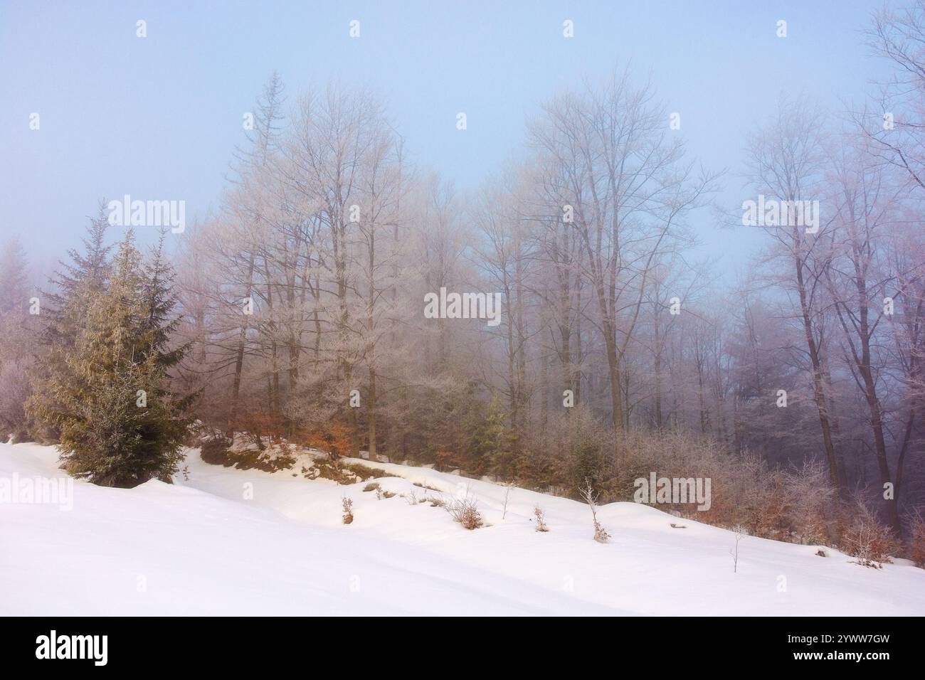 paysage avec forêt en hiver. fantaisie matinale. arbres dans hoarfrost sur la colline couverte de neige. saison blanche dans les montagnes des carpates. temps glacial Banque D'Images paysage avec forêt en hiver. fantaisie matinale. arbres dans hoarfrost sur la colline couverte de neige. saison blanche dans les montagnes des carpates. temps glacial Banque D'Images