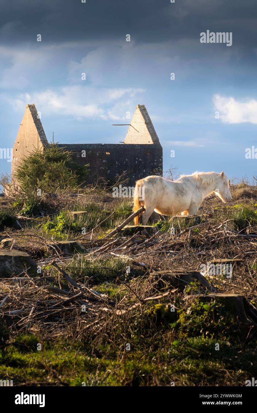 Un poney sauvage emblématique de Bodmin sur Bodmin Moor en Cornouailles au Royaume-Uni. Banque D'Images