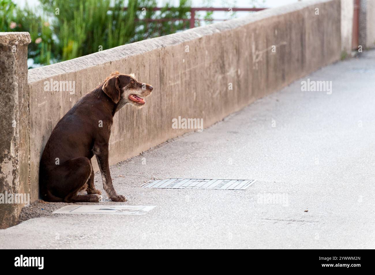 Chien errant solitaire ​​on dans la rue Banque D'Images