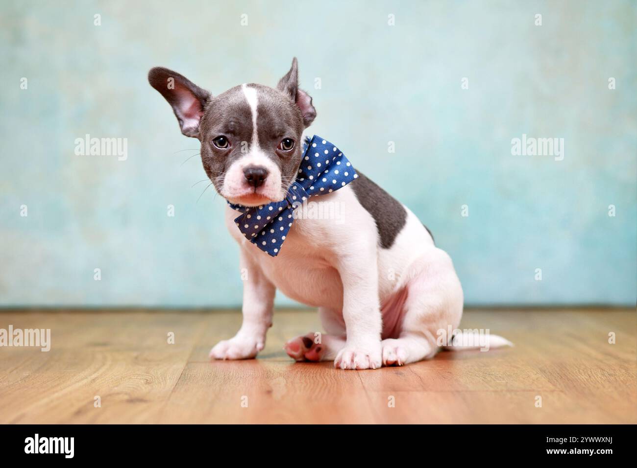 Chiot bouledogue français à pied mignon avec une oreille suspendue et noeud papillon assis devant le fond du studio Banque D'Images