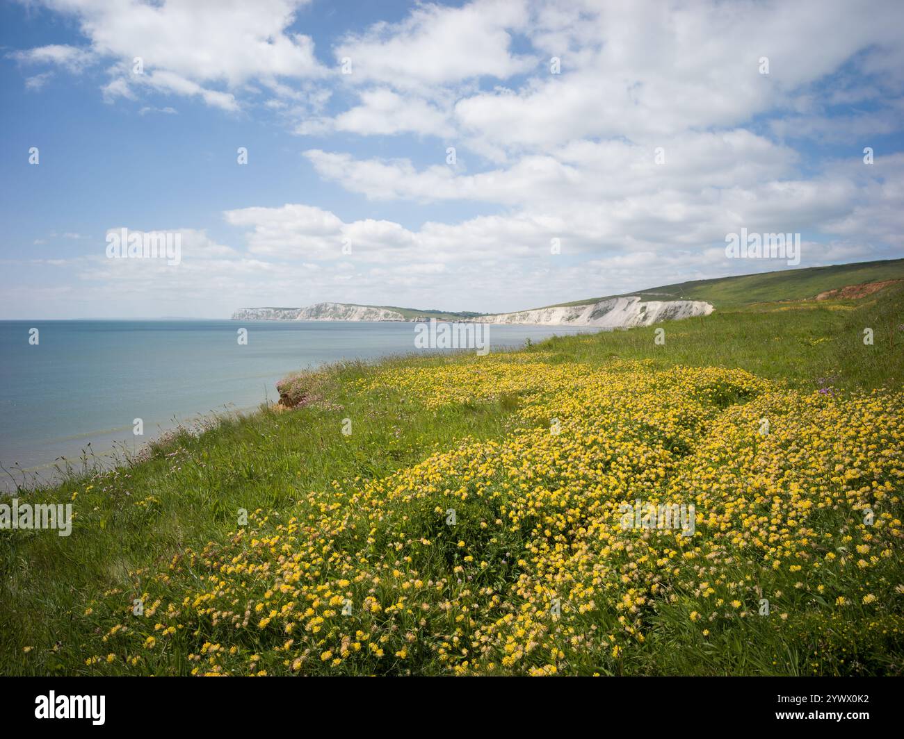 Kidney Vetch fleurit le long de la côte près de Compton Bay sur l'île de Wight, en Angleterre Banque D'Images