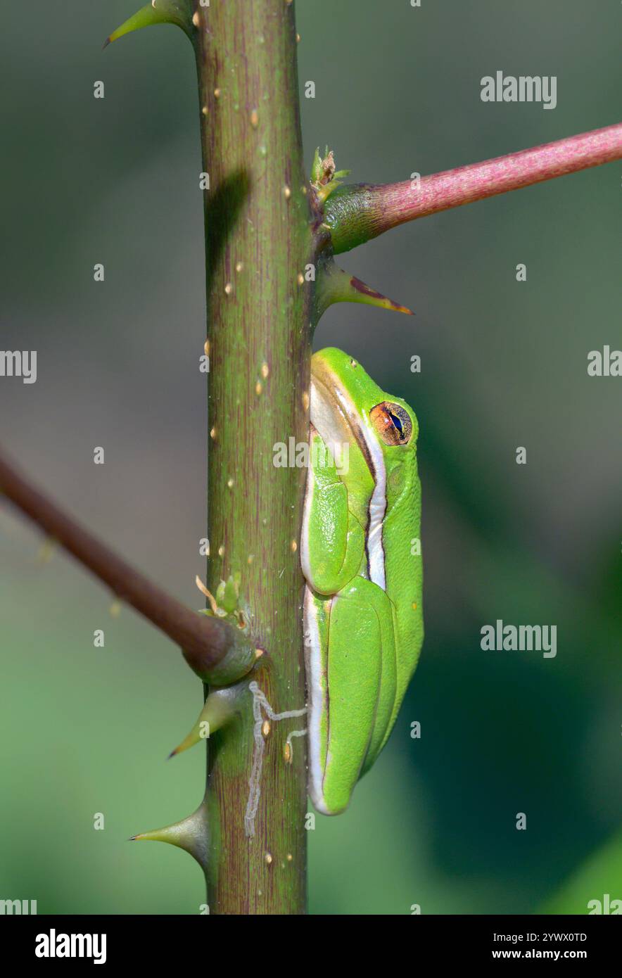 Grenouille verte américaine (Dryophytes [Hyla] cinereus) prenant un bain de soleil pendant une chaude journée d'automne sur une plante épineuse, Galveston, Texas, États-Unis. Banque D'Images