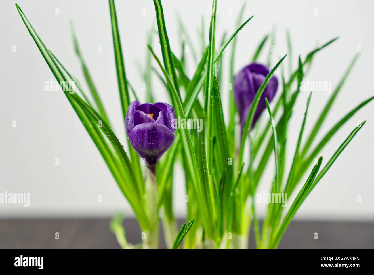 Gros plan de fleurs de crocus violettes vibrantes avec des feuilles vertes fraîches à la lumière naturelle Banque D'Images