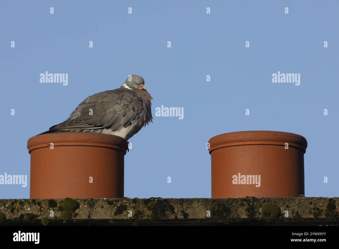 Pigeon de bois (Columba palumbus) oiseau adulte sur une cheminée de toit de maison urbaine, Angleterre, Royaume-Uni, Europe Banque D'Images