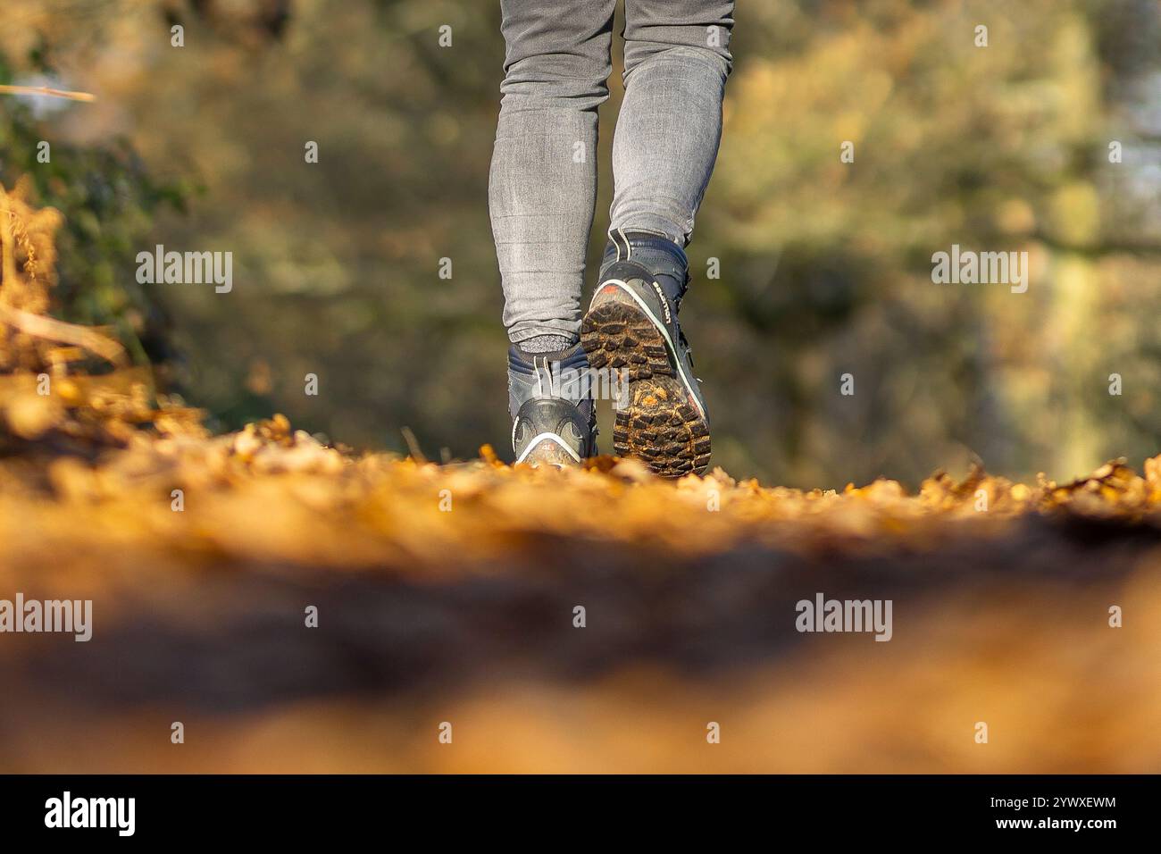 Vue basse d'une personne marchant dans une forêt pendant l'automne avec des feuilles dorées sur le sol. Jambe inférieure avec bottes de marche. Banque D'Images