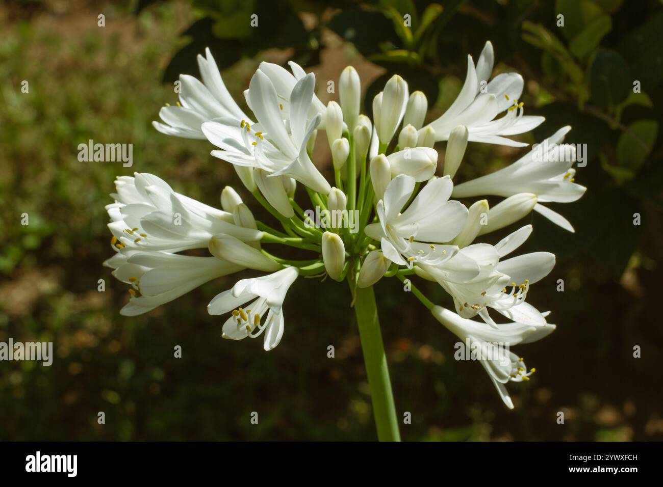 Agapanthus fleurit en vue rapprochée par une journée ensoleillée Banque D'Images