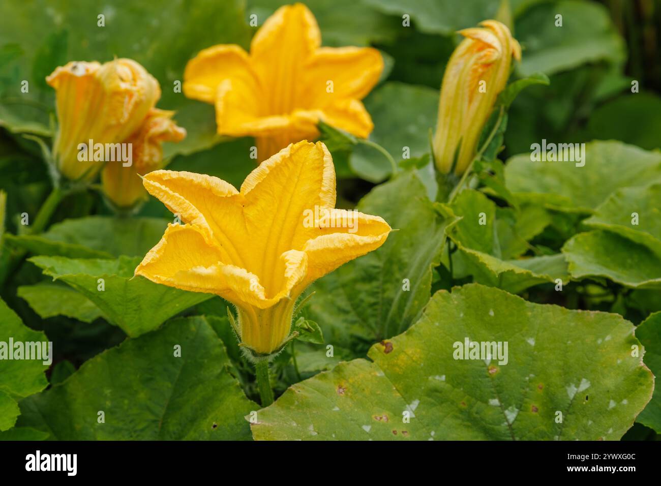 Fleurs de citrouille jaune fleurissant parmi les feuilles vertes dans le jardin. Photographie rapprochée de la croissance des plantes. Nature et concept de jardinage Banque D'Images