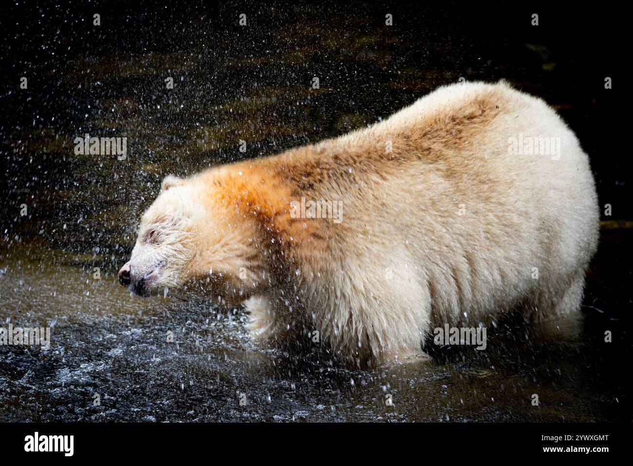 Spirit Bear secoue l'eau dans l'habitat naturel Banque D'Images