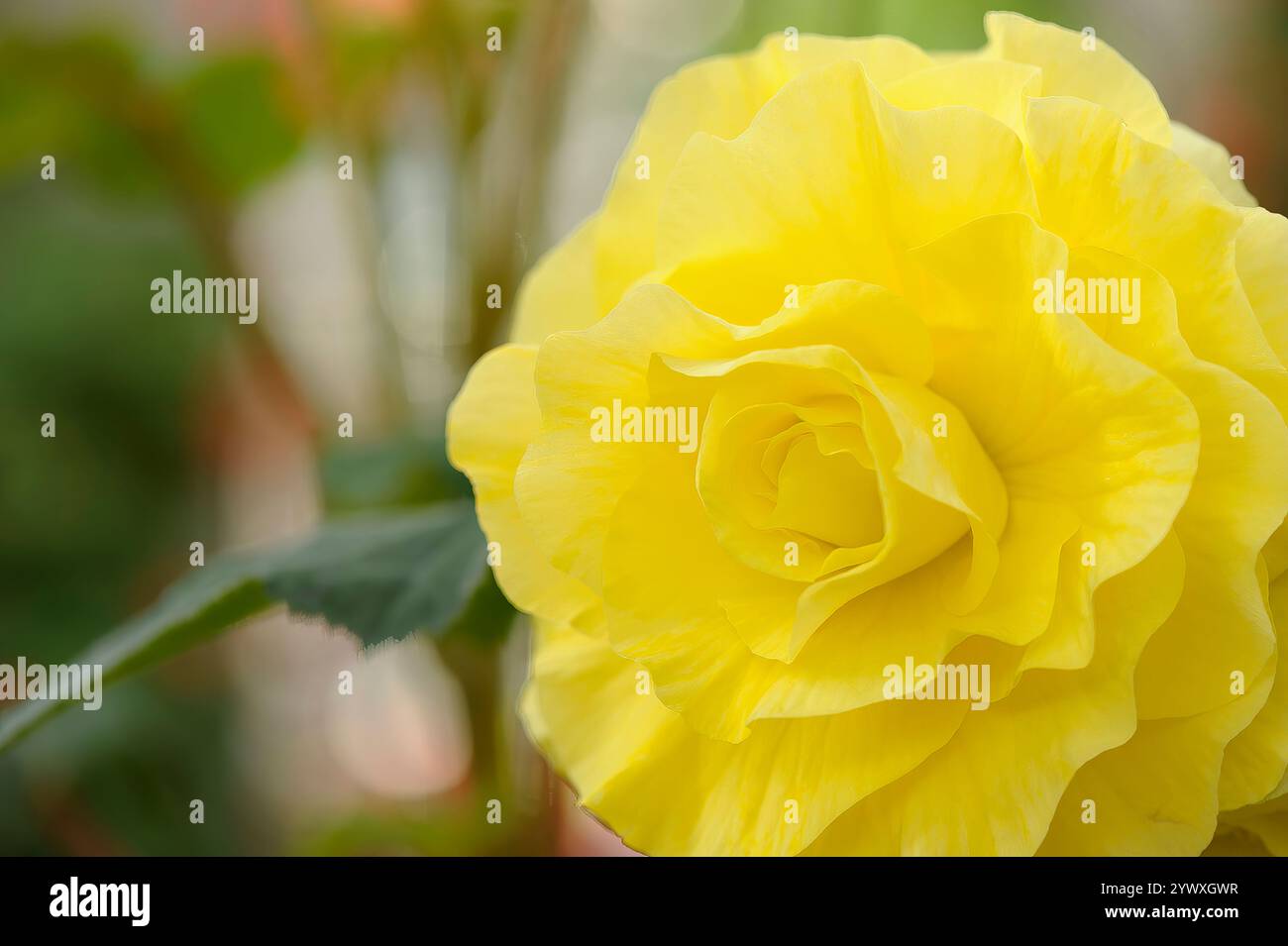 Gros plan d'une rose jaune éclatante en pleine floraison avec ses pétales délicatement déployées, sur un fond flou doux Banque D'Images