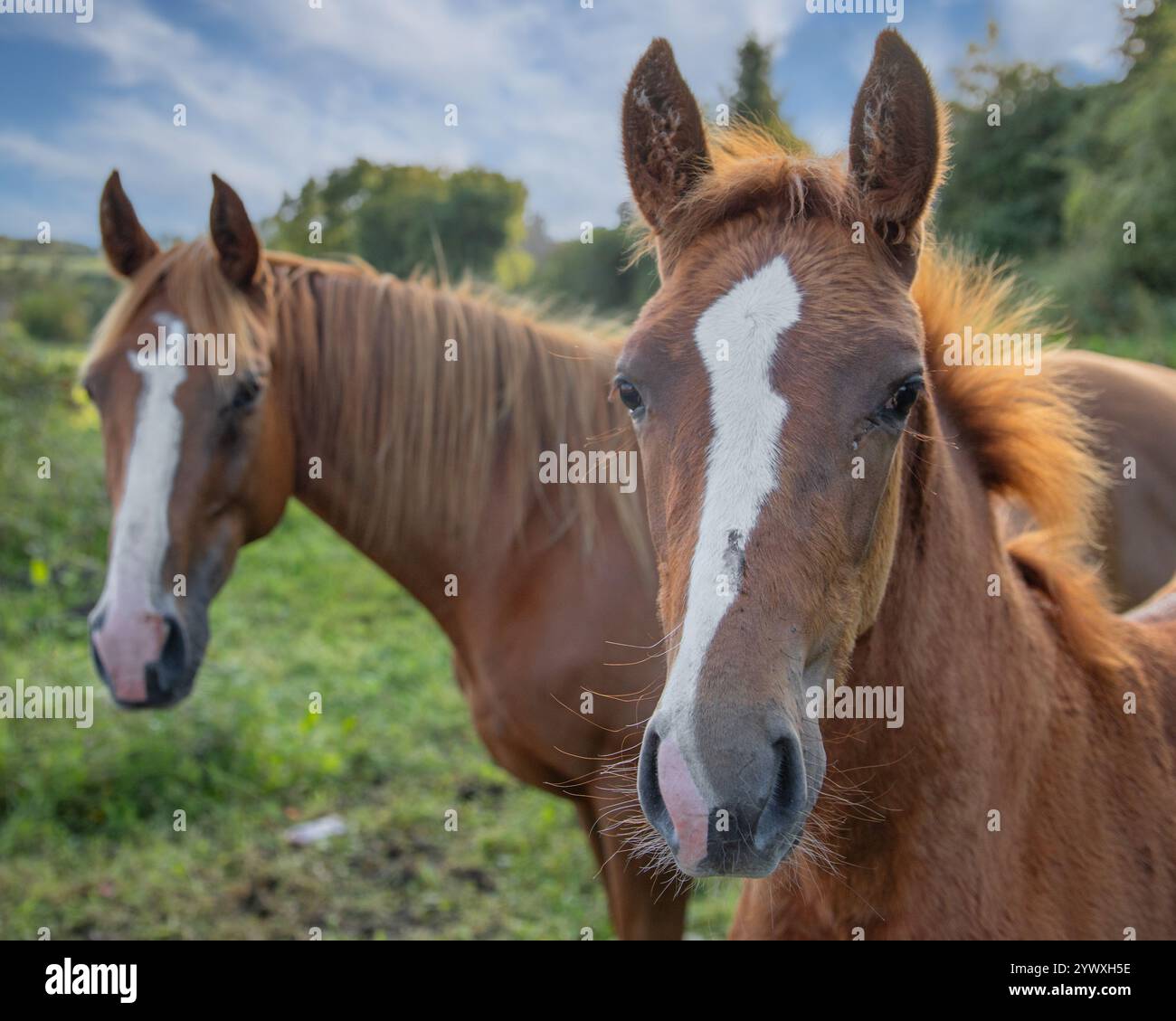 Deux beaux chevaux bruns avec des marques blanches debout dans un pâturage vert sous un ciel bleu vif. Banque D'Images