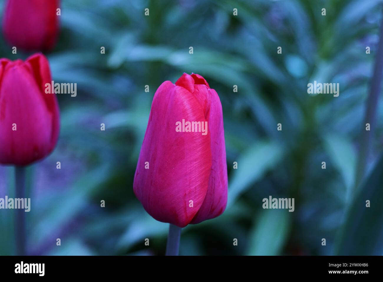 De belles tulipes fleurissent dans un jardin luxuriant. Banque D'Images