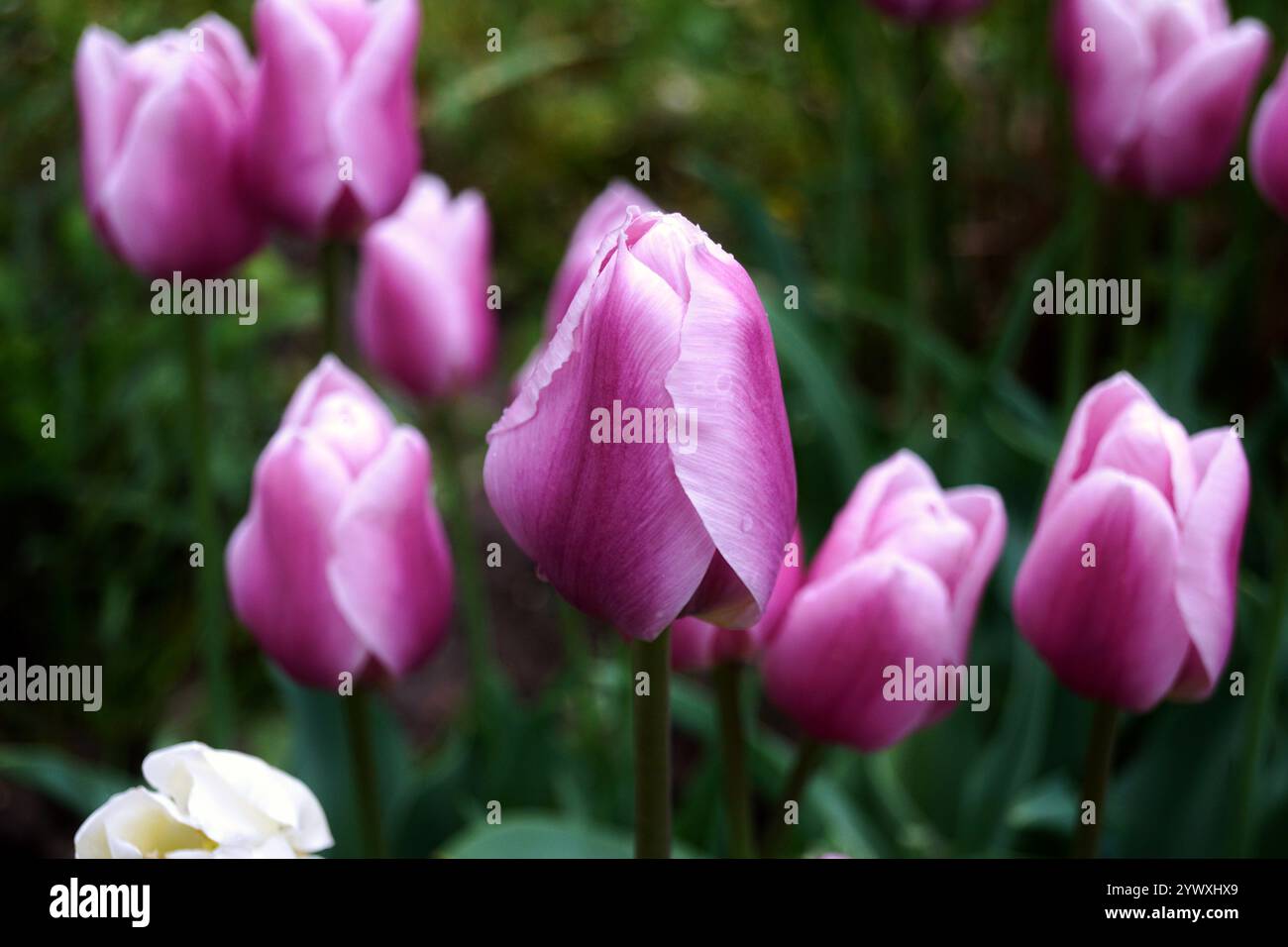 Belles tulipes violettes fleurissant dans un cadre de jardin luxuriant Banque D'Images