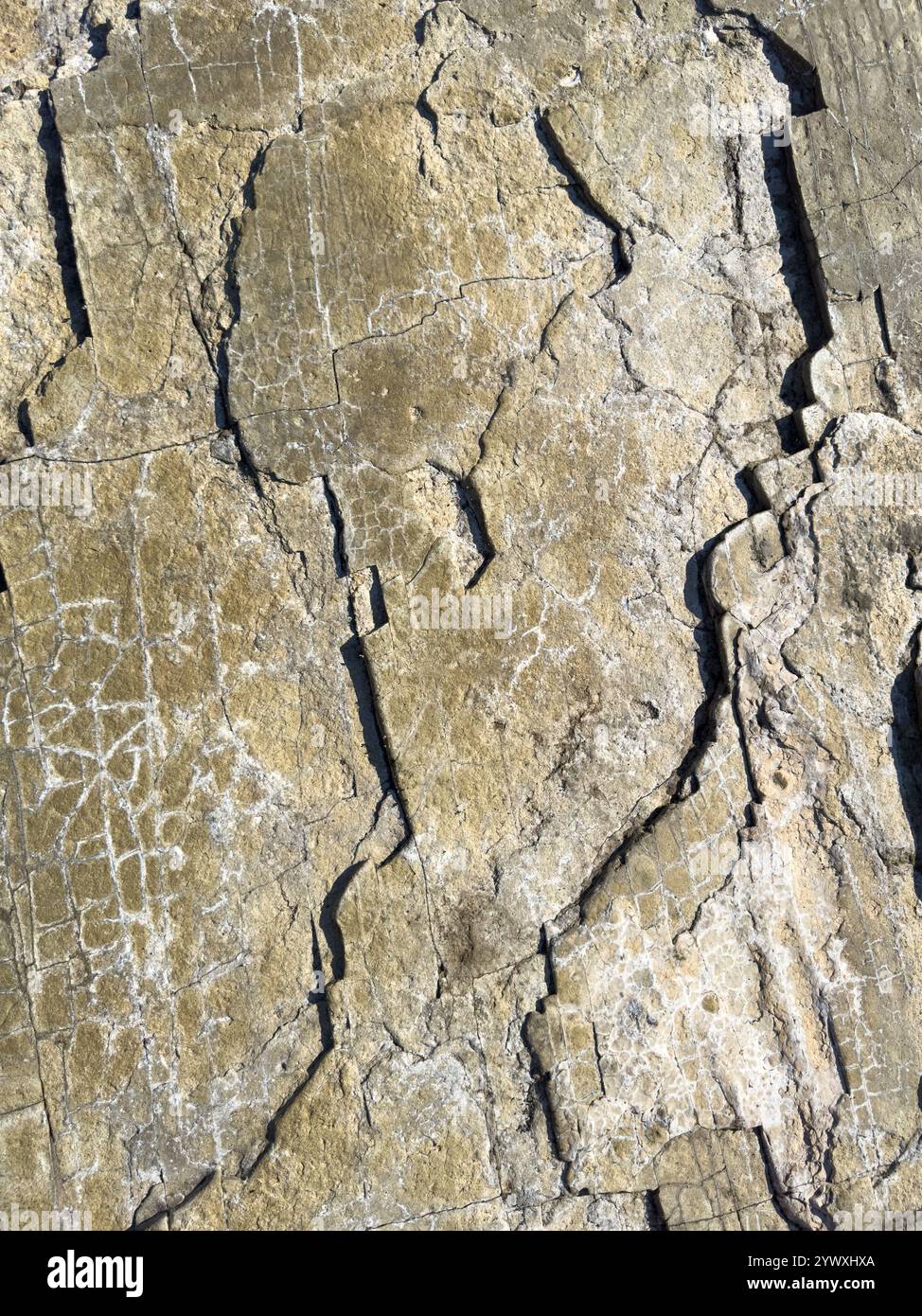 La lumière du soleil met en évidence des motifs complexes sur la surface rocheuse altérée, mettant en valeur l'art et les caractéristiques géologiques de la nature. Banque D'Images