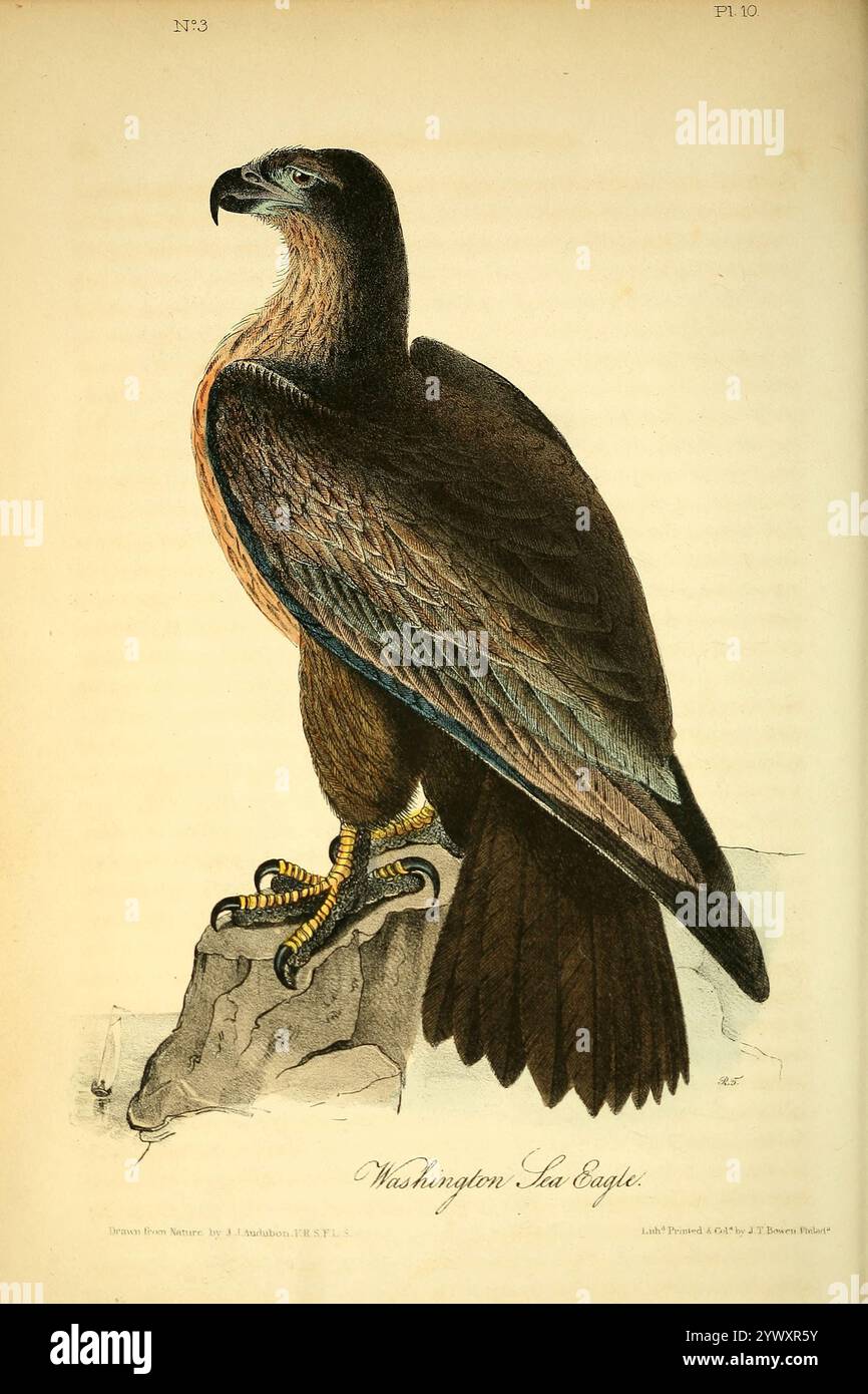 L'oiseau de Washington, l'aigle de Washington ou l'aigle de la Grande mer (Falco washingtonii, F. washingtoniensis, F. washingtonianus ou Haliaetus washingtoni) est une espèce putative d'aigle de mer revendiquée en 1826 et publiée par John James Audubon dans son célèbre ouvrage The Birds of America. Elle n'est plus reconnue comme espèce valide. Des oiseaux d'Amérique : à partir de dessins réalisés aux États-Unis et dans leurs territoires volume 1. Planches dessinées par John James Audubon et lithographiées par John T. Bowen de Philadelphie et Endicott de New York ; publiées en 1840 Banque D'Images