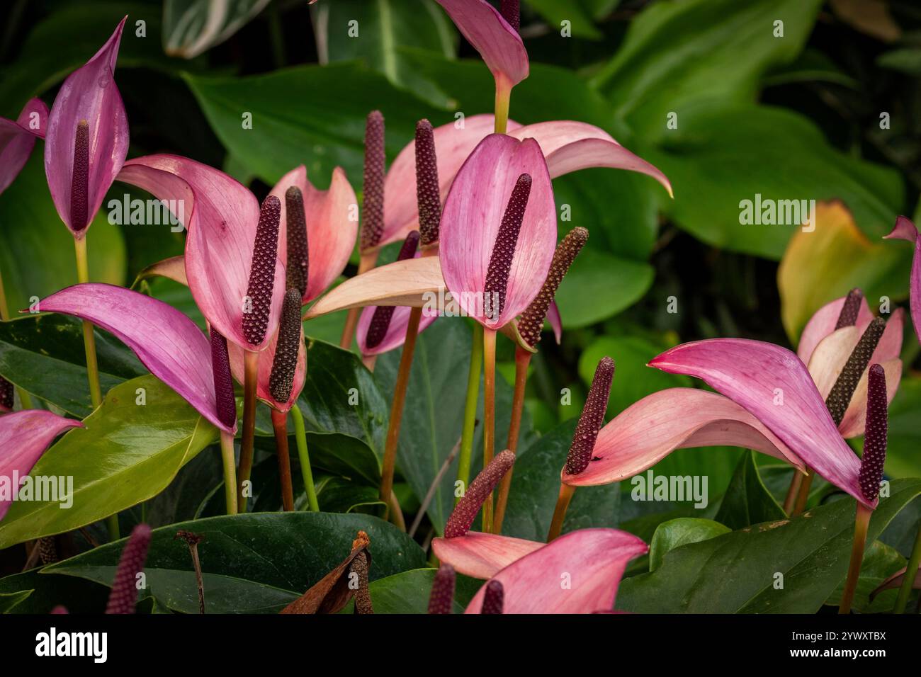 Charmant Anthurium Zizou. Portrait naturel de plante fleurie en gros plan. attirant l'attention, belle, florissante, rougissante, audacieuse, abondante, époustouflante Banque D'Images