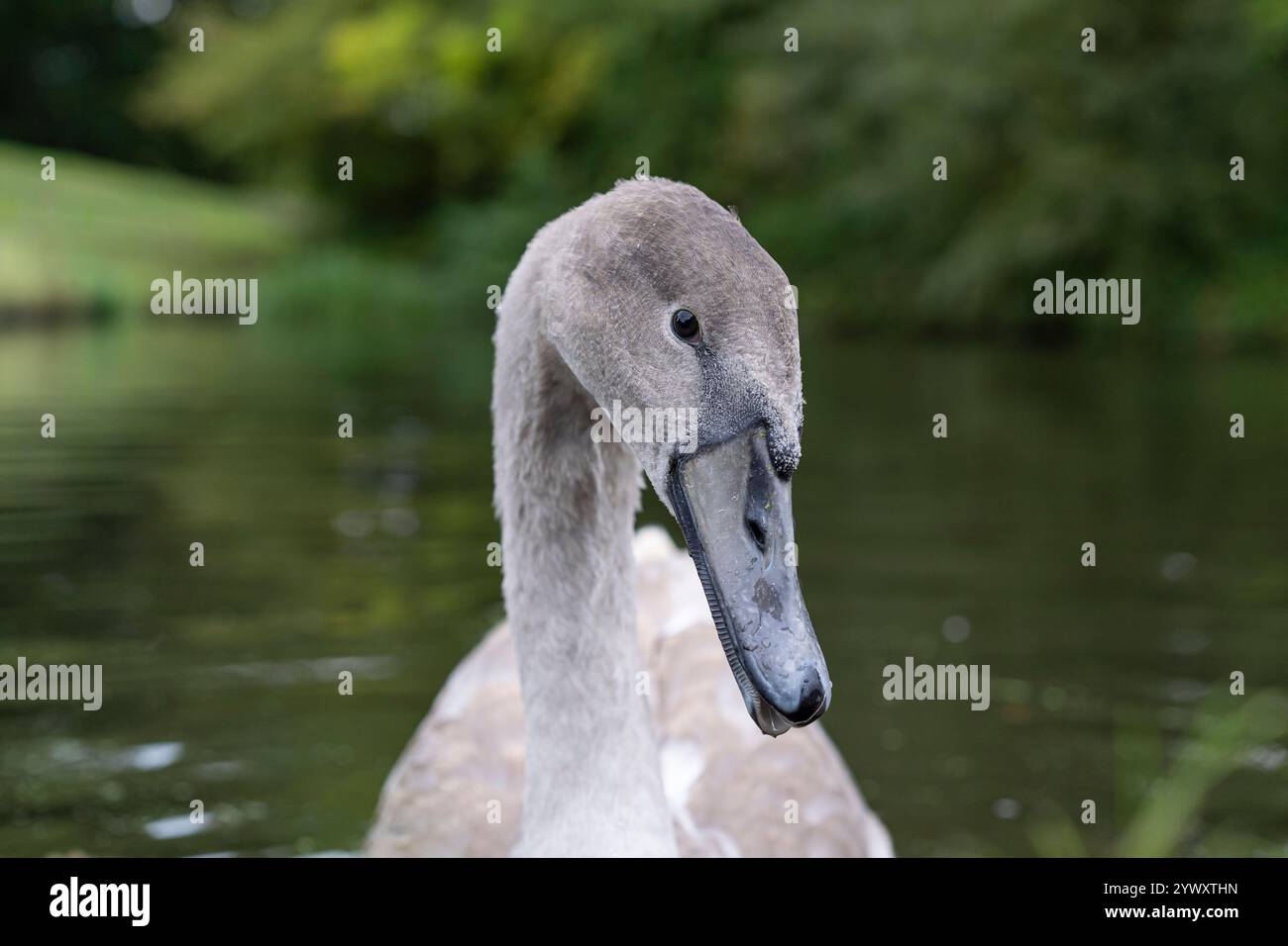 Vue de face très rapprochée d'un cygnet muet britannique sauvage (Cygnus olor) avec la tête inclinée sur le côté. Banque D'Images