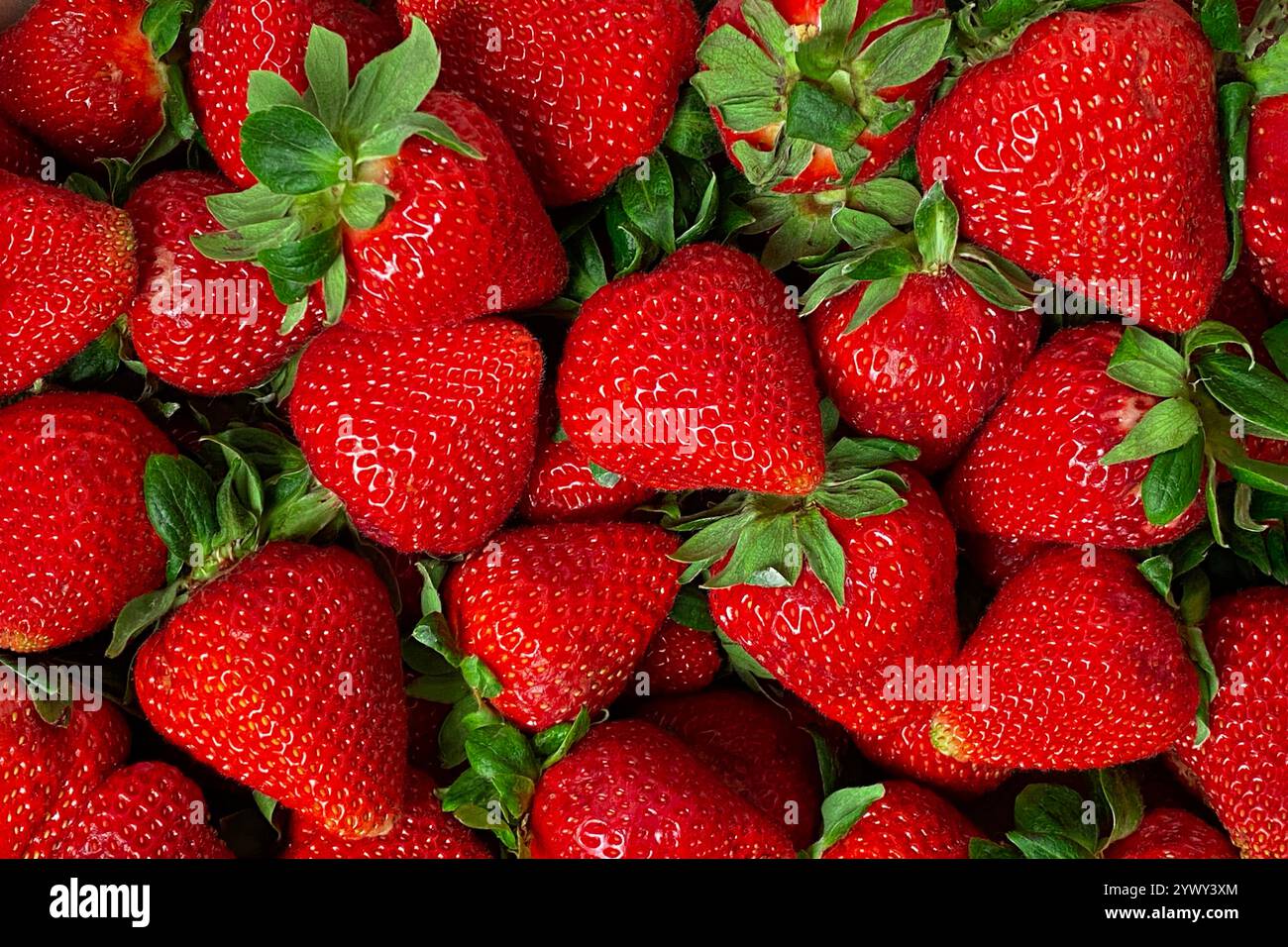 Fraises rouges fraîches avec feuilles vertes – gros plan sur les baies juteuses et sucrées Banque D'Images