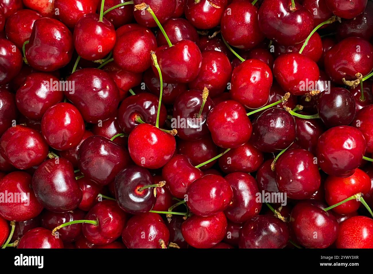 Cerises rouges fraîches mûres avec tiges – fond de fruits vibrant Banque D'Images
