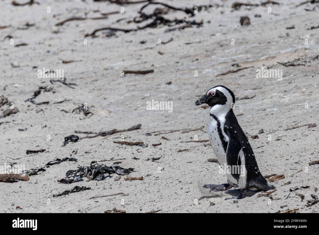 Un stand de pingouins sur la côte sablonneuse, vue latérale. Spheniscus demersus. Pingouin à pieds noirs ou Jackass. Afrique du Sud, Cape Town, habitat naturel de Spectac Banque D'Images