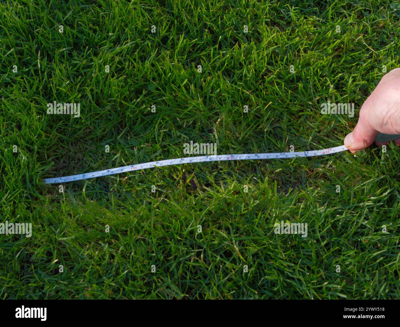 Gros plan d'une main mesurant la longueur d'une empreinte récemment laissée sur l'herbe. Concept de scène de crime. Banque D'Images