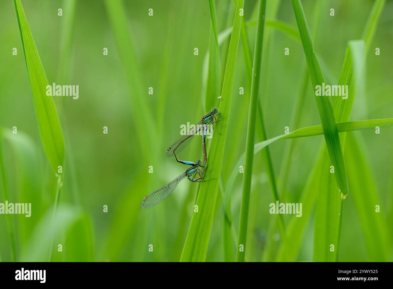 Damselflies à queue bleue, Attenborough, Nottingham Banque D'Images