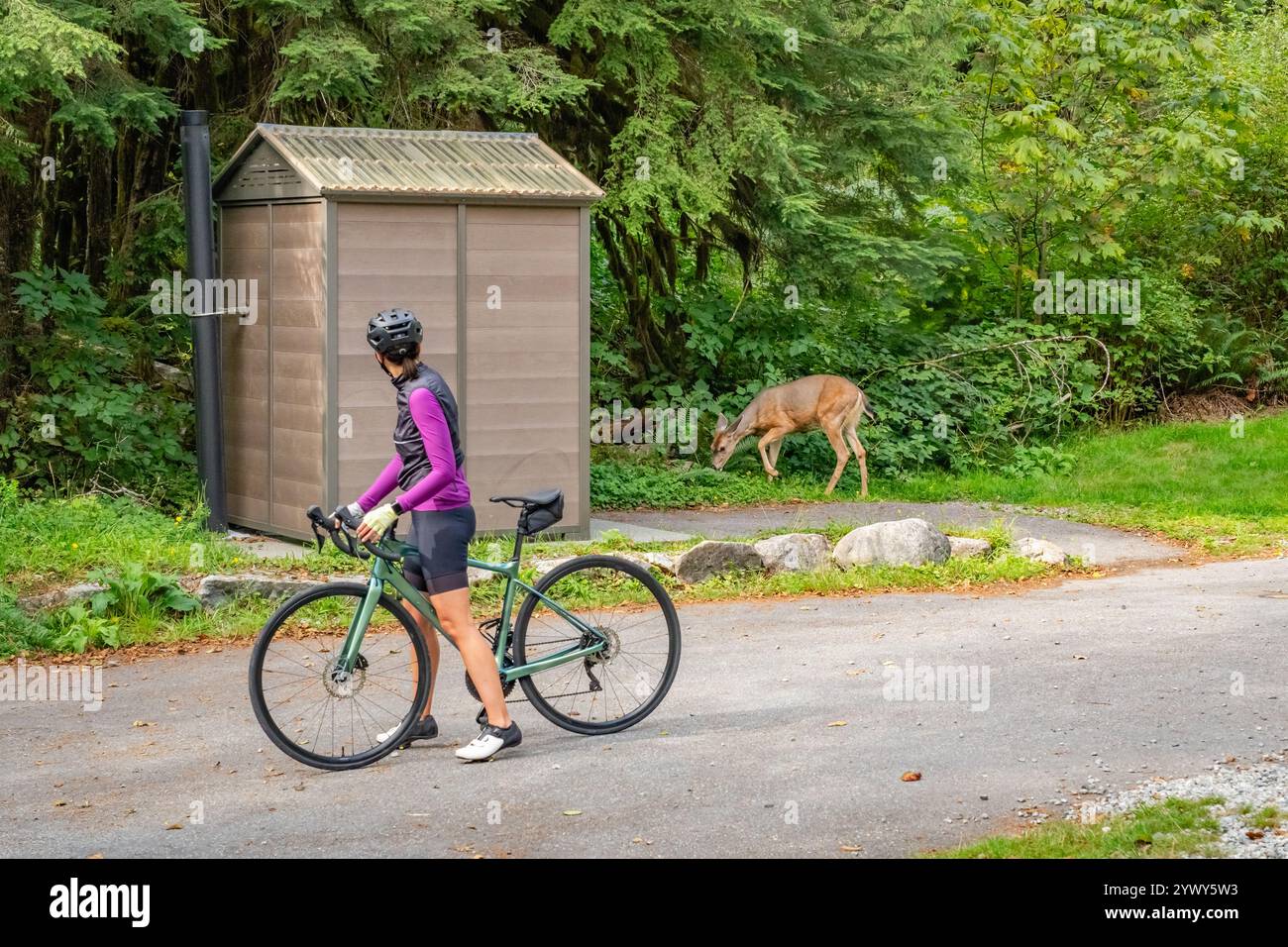 Vancouver, C.-B., Canada-12 septembre 2024 : femme à vélo regardant des cerfs à la recherche de nourriture près des toilettes publiques dans une zone de randonnée achalandée. Banque D'Images