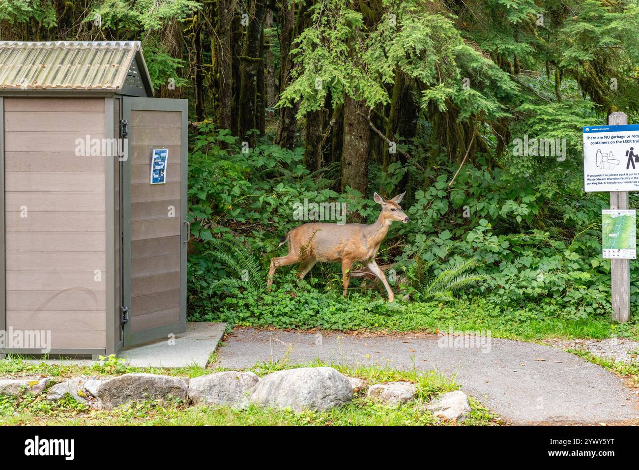 Vancouver, C.-B., Canada-12 septembre 2024 : cerfs à la recherche de nourriture près des toilettes publiques dans une zone de randonnée achalandée. Banque D'Images