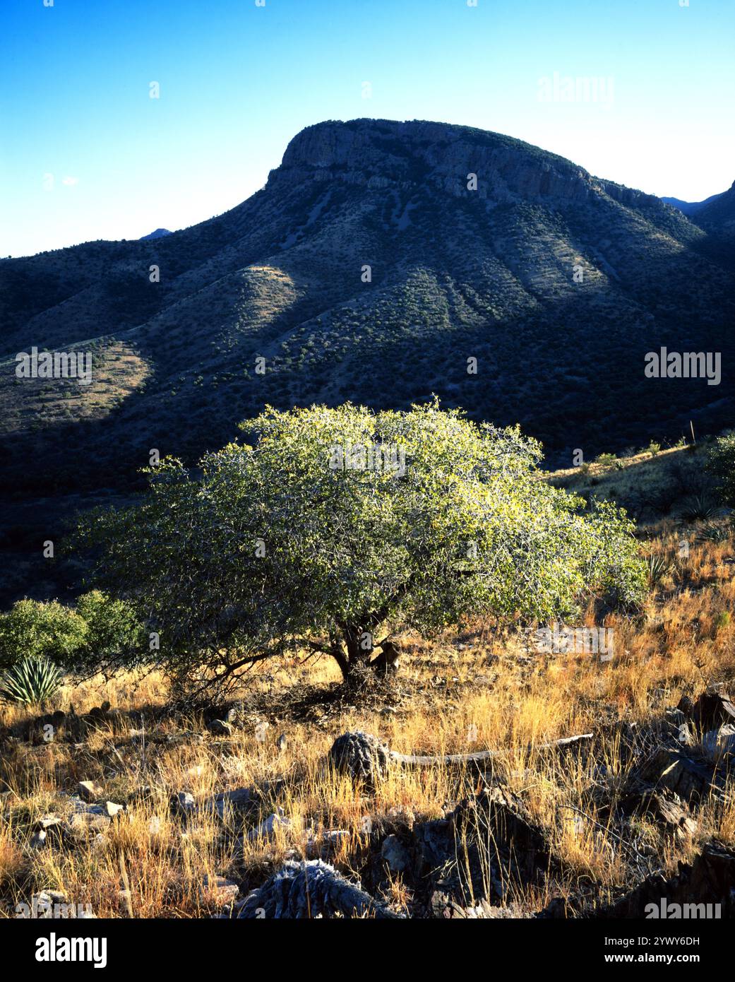 Les arbres Mesquite fleurissent dans les contreforts des montagnes Whetstone dans le sud de l'Arizona. Banque D'Images