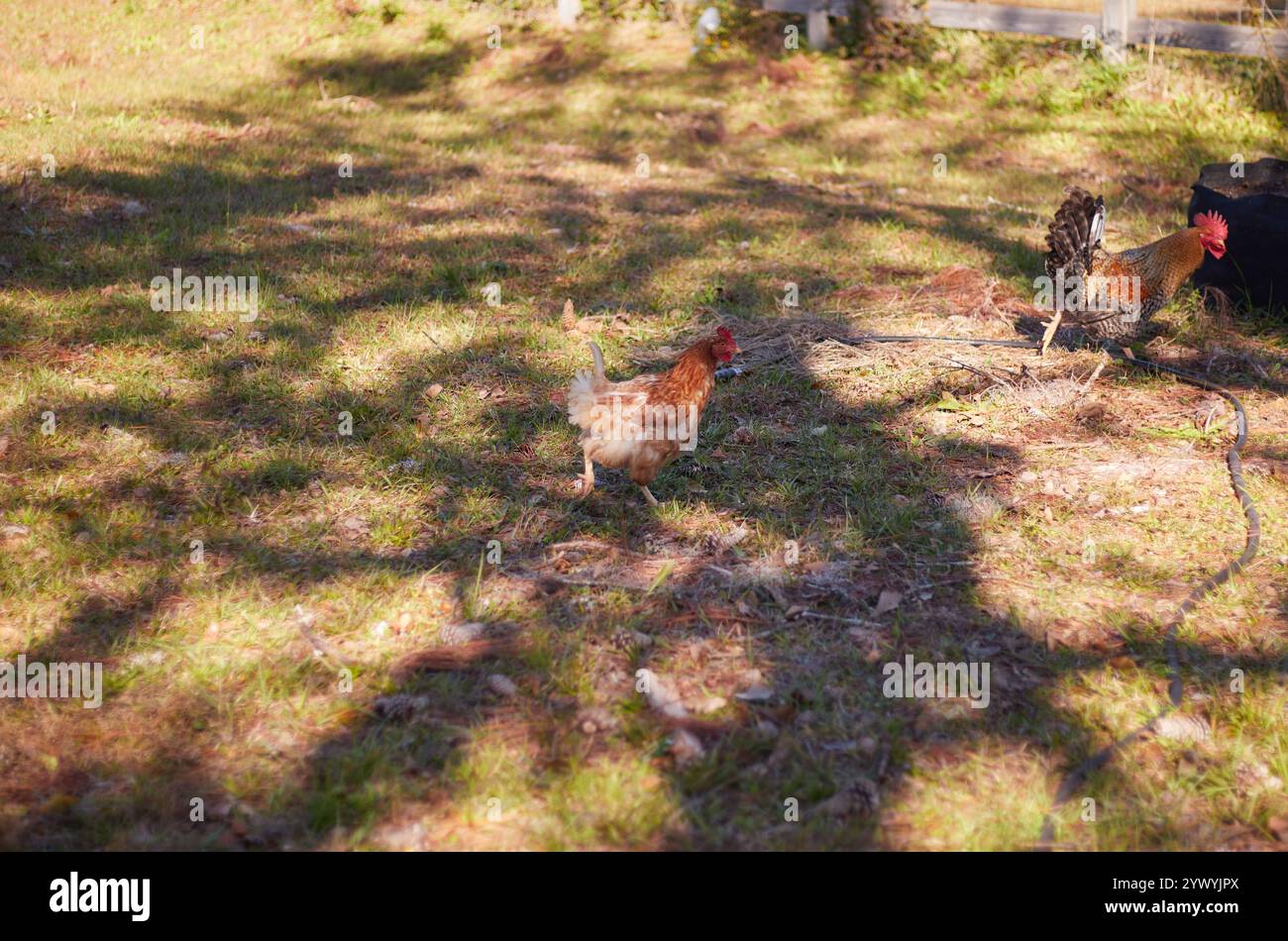 Heureux élevé organiquement et nourrir les poulets d'arrière-cour, profiter de la liberté de se promener autour de la cour manger des insectes et gratter le sol! Banque D'Images