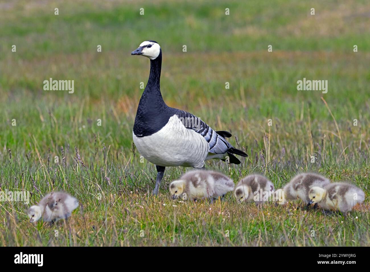 L'oie de Barnacle (Branta leucopsis) se nourrit avec des oisons sur la toundra en été sur le Svalbard / Spitzberg Banque D'Images