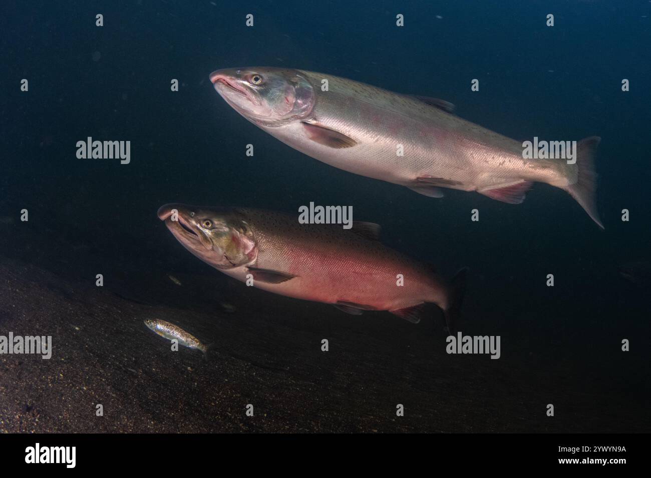 Saumon coho (Oncorhynchus kisutch) nageant en amont pour frayer en Californie du Nord. Mâle frai, poisson argenté frais de l'océan, et truite parr. Banque D'Images