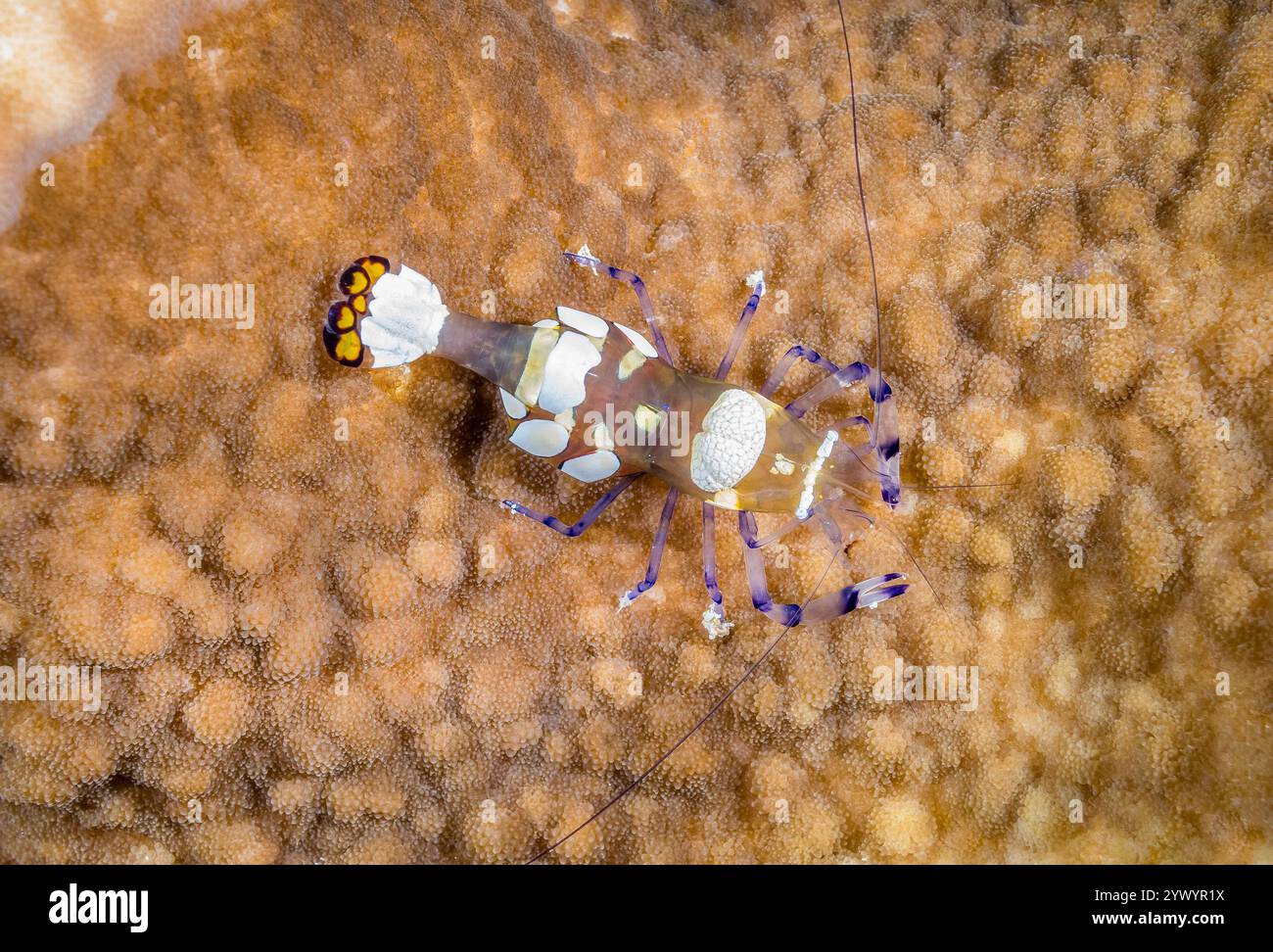 Crevette anémone à queue de paon ou crevette anémone en verre, Periclimenes brevicarpalis, sur son anémone adhésive hôte, Cryptodendrum adhaesivum, Viti Levu, Fi Banque D'Images