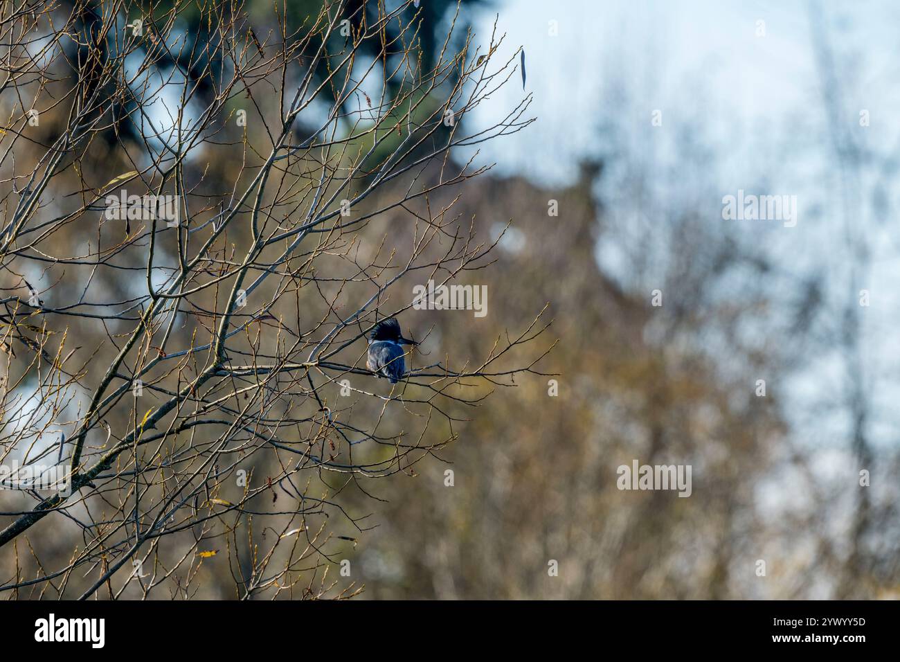 Un Kingfisher ceinturé (Megaceryle alcyon) perché dans un buisson le long du lac Washington à Juanita Bay Park, Kirkland, État de Washington, États-Unis. Banque D'Images Un Kingfisher ceinturé (Megaceryle alcyon) perché dans un buisson le long du lac Washington à Juanita Bay Park, Kirkland, État de Washington, États-Unis. Banque D'Images