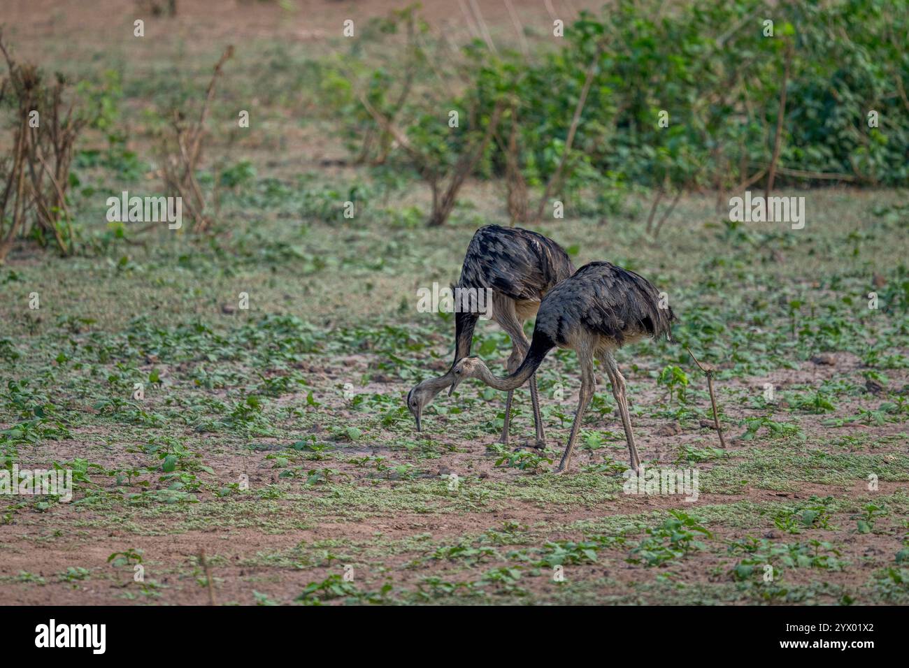 Les grands rhéas (Rhea americana), un oiseau sans vol, se nourrissant dans les prairies près de la loge de Piuval dans le nord du Pantanal, État du Mato Grosso, Braz Banque D'Images